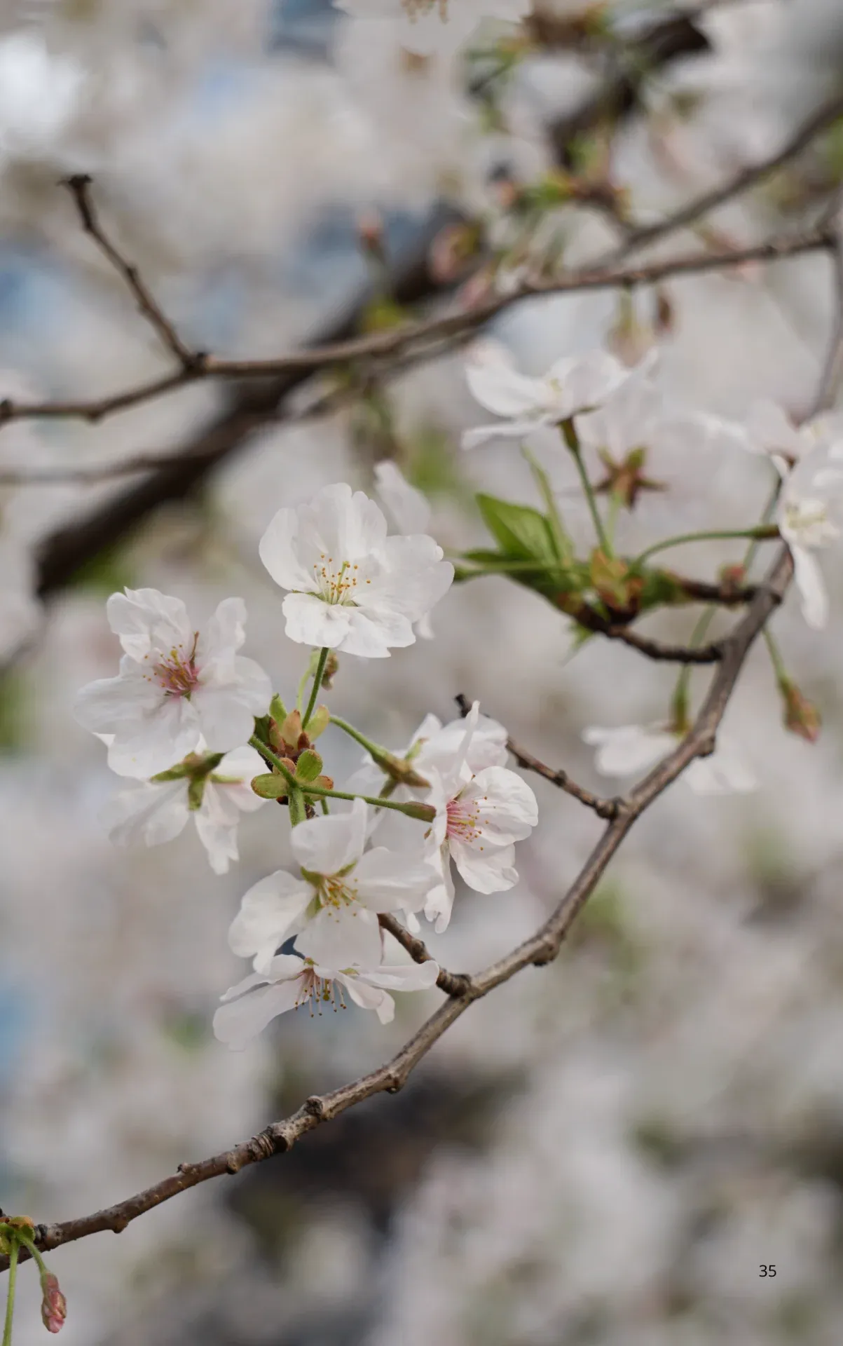 Cherry blossoms
